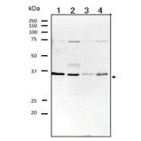 Western blot analysis of RagA protein in the whole cell extracts. 1. HeLa (humans) 2. MCF7 (human) 3. MOLT4 (human) 4. NIH3T3 (mouse) Proteins in the extracts (20 µg) were separated on 12.5% SDS-PAGE. Anti-RagA antibody was used at 1/1,000 dilution?Anti-rabbit IgG antibody conjugated with HRP (Abcam;ab97051) was used as the 2nd antibody at 1/10,000 dilution