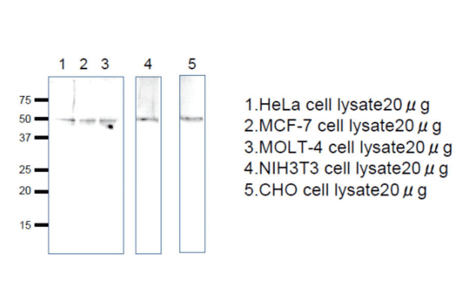 Western blot analysis of Rag C protein in the cell lysates. Anti-RagC antiserum was used at 1/1,000 dilution. Second antibody, anti-rabbit IgG conjugated with HRP, was used at 1/10,000 dilution.