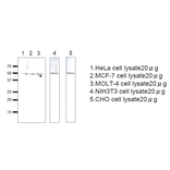 Western blot analysis of Rag C protein in the cell lysates. Anti-RagC antiserum was used at 1/1,000 dilution. Second antibody, anti-rabbit IgG conjugated with HRP, was used at 1/10,000 dilution.