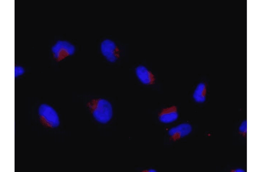 Immunofluorescence stainig of Rag C protein in HeLa cells. HeLa cells were fixed with 4% paraformaldehyde and permeabilized with 0.5% TritonX 100 and reacted with anti-RagC antibody at 1/100 dilution As the 2nd antibody, anti-rabbit IgG antibody conjugated with Alexa Fluor 647 (red) was used at 1/1,000 dilution. DNA was stained with DAPI (blue