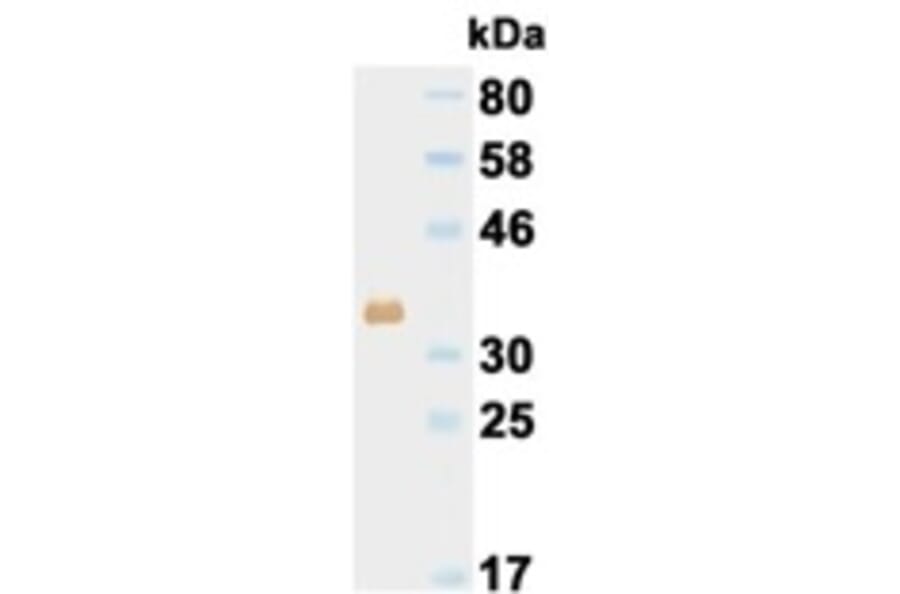 Western Blot - Anti-His Tag Antibody (000015D09) - Antibodies.com