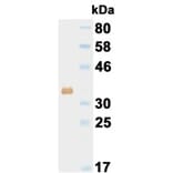 Western Blot - Anti-His Tag Antibody (000015D09) - Antibodies.com