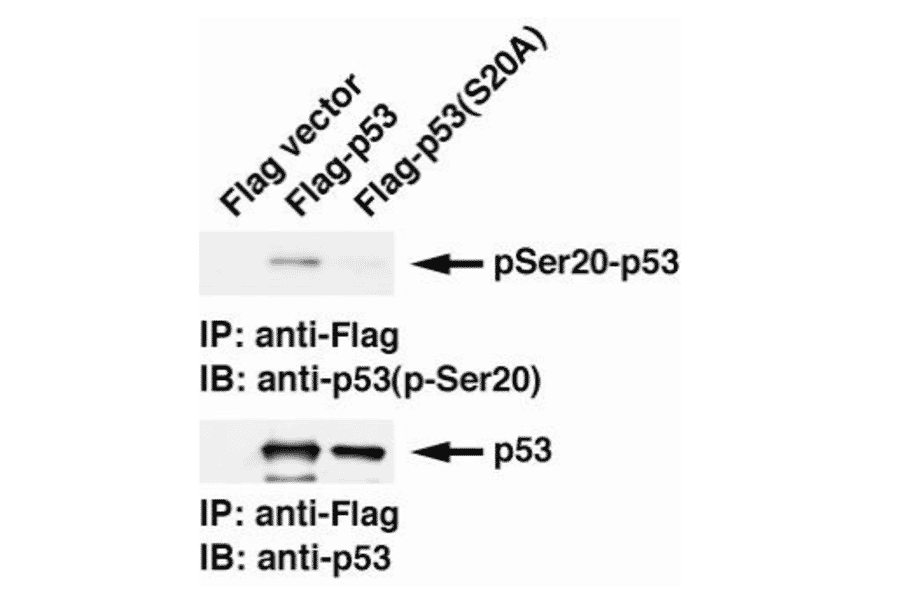 Identification of p53 phospho-Ser20 with monoclonal antibody 17B6 by Western blotting.