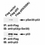 Identification of p53 phospho-Ser20 with monoclonal antibody 17B6 by Western blotting.