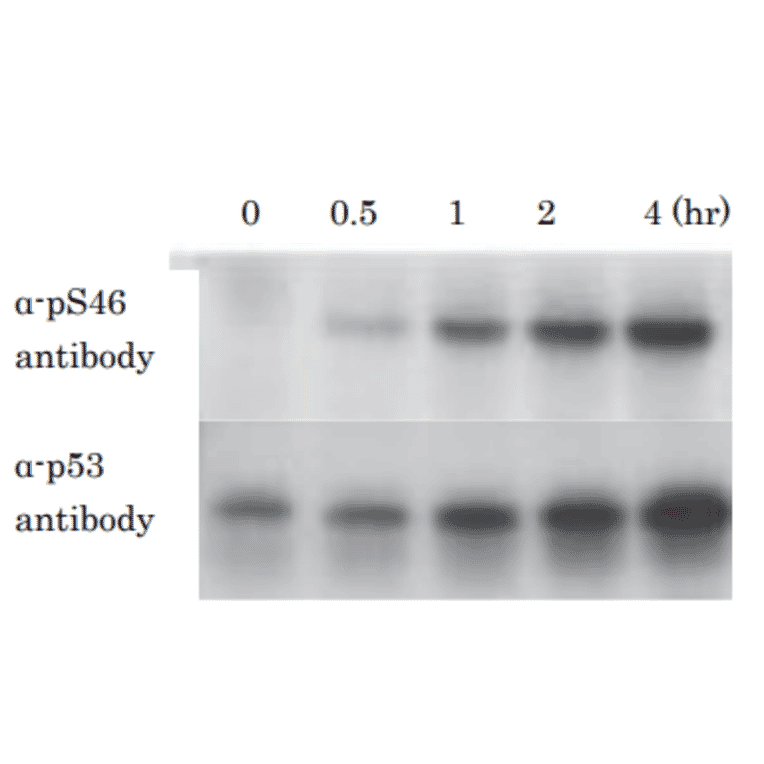 Kinetics of phosphorylation of p53 at Ser46 after X-ray irradiation . Samples of U2OS cells (human osteosarcoma) were taken at the indicated times after X-ray irradiation at 10 Gy and analyzed by western blotting with anti-p53 p-S46 antibody (#36) and anti-p53 antibody (non BioAcademia). Primary antibodies were diluted with “ Can Get Signal “ signal enhancer (Toyobo, Osaka).