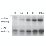 Kinetics of phosphorylation of p53 at Ser46 after X-ray irradiation . Samples of U2OS cells (human osteosarcoma) were taken at the indicated times after X-ray irradiation at 10 Gy and analyzed by western blotting with anti-p53 p-S46 antibody (#36) and anti-p53 antibody (non BioAcademia). Primary antibodies were diluted with “ Can Get Signal “ signal enhancer (Toyobo, Osaka).