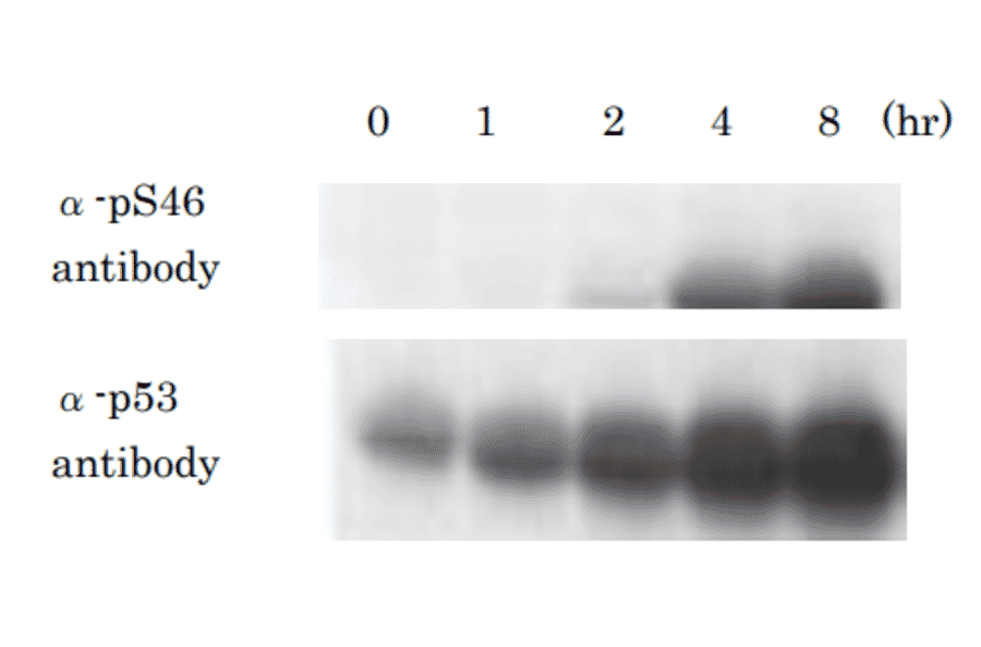 Kinetics of phosphorylation of p53 at Ser46 after UV-irradiation. Samples of MCF7 cells (human beast cancer cell line) were taken at the indicated times after UV-irradiation at 20 J/m2 and analyzed by western blotting with anti-p53 p-S46 antibody (#36) and anti-p53 antibody (non BioAcademia).Primary antibodies were diluted with “ Can Get Signal “ signal enhancer (Toyobo, Osaka).