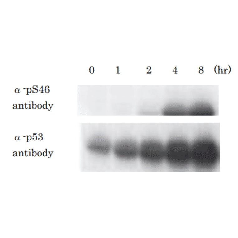 Kinetics of phosphorylation of p53 at Ser46 after UV-irradiation. Samples of MCF7 cells (human beast cancer cell line) were taken at the indicated times after UV-irradiation at 20 J/m2 and analyzed by western blotting with anti-p53 p-S46 antibody (#36) and anti-p53 antibody (non BioAcademia).Primary antibodies were diluted with “ Can Get Signal “ signal enhancer (Toyobo, Osaka).