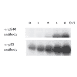 Kinetics of phosphorylation of p53 at Ser46 after UV-irradiation. Samples of MCF7 cells (human beast cancer cell line) were taken at the indicated times after UV-irradiation at 20 J/m2 and analyzed by western blotting with anti-p53 p-S46 antibody (#36) and anti-p53 antibody (non BioAcademia).Primary antibodies were diluted with “ Can Get Signal “ signal enhancer (Toyobo, Osaka).