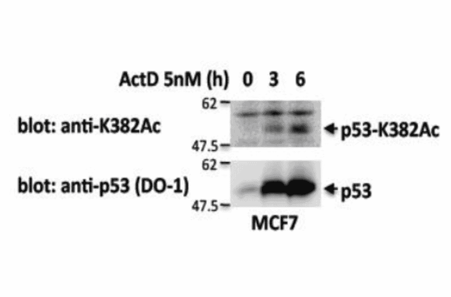 Identification of p53 protein, whose Lys382 is acetylated, by Western blotting with 2B7E4 antibody. MCF7 cells in culture were treated with actinomycin D at 5 nM for the indicated periods and the cell extracts were analyzed by Western blotting with anti-p53 acetyl-K382 antibody (2B7E4) and omnipotent anti-p53 antibody (DO-1). Acetylation of p53 at K382 was induced by the DNA damaging treatment.