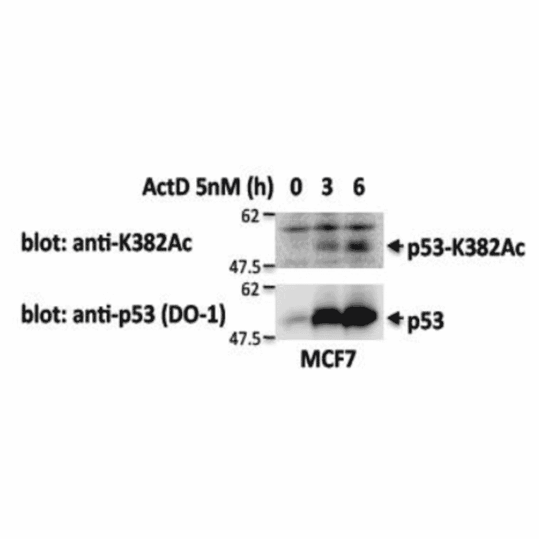Identification of p53 protein, whose Lys382 is acetylated, by Western blotting with 2B7E4 antibody. MCF7 cells in culture were treated with actinomycin D at 5 nM for the indicated periods and the cell extracts were analyzed by Western blotting with anti-p53 acetyl-K382 antibody (2B7E4) and omnipotent anti-p53 antibody (DO-1). Acetylation of p53 at K382 was induced by the DNA damaging treatment.