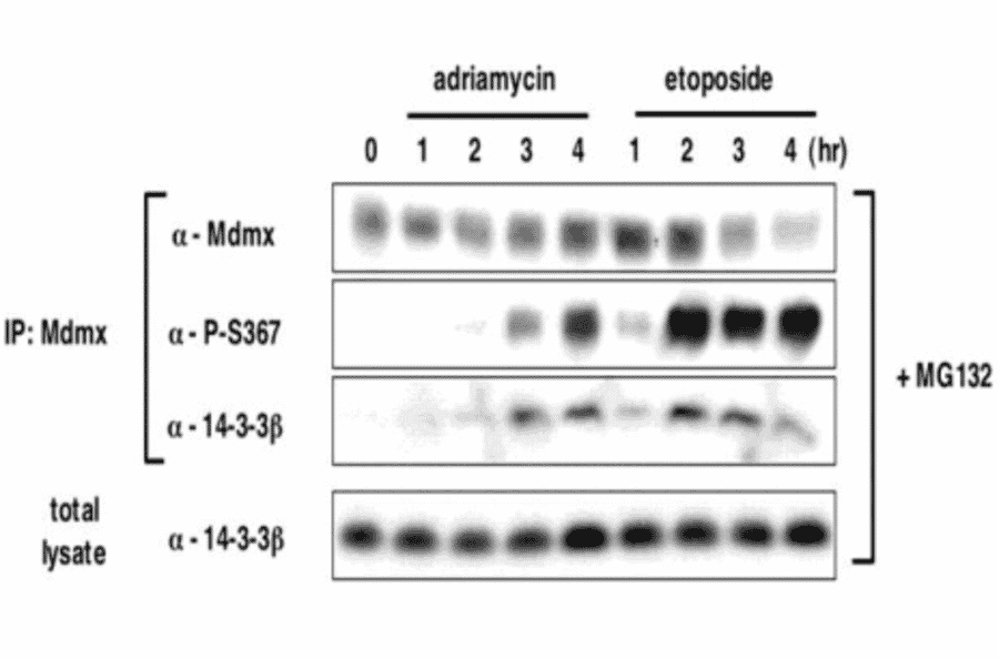 Induction of S367 phosphorylation after DNA damage is associated with increased binding of 14-3-3 to MdmX and accelerated MdmX degradation.