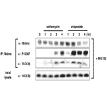 Induction of S367 phosphorylation after DNA damage is associated with increased binding of 14-3-3 to MdmX and accelerated MdmX degradation.