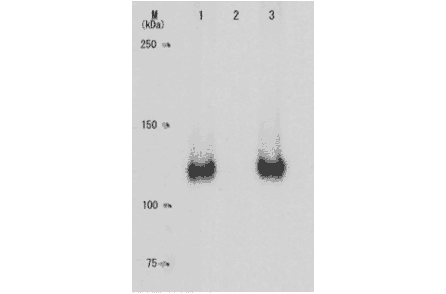 Specificity of the monoclonal antibody (28B5) to the phosphorylated Rb at Ser795 as demonstrated by Western blotting.