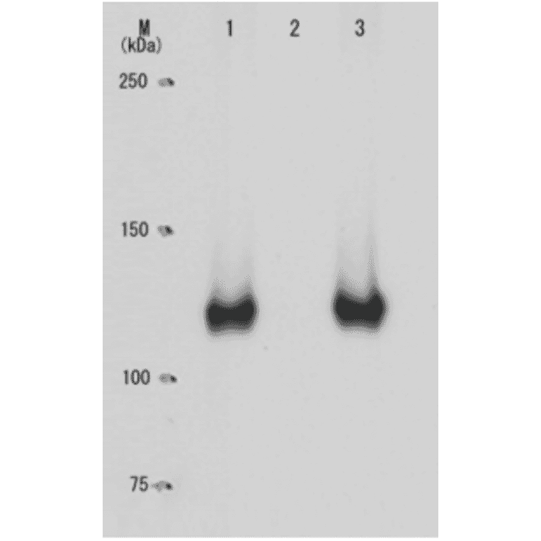 Specificity of the monoclonal antibody (28B5) to the phosphorylated Rb at Ser795 as demonstrated by Western blotting.