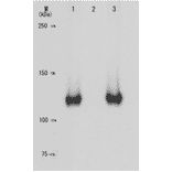 Specificity of the monoclonal antibody (28B5) to the phosphorylated Rb at Ser795 as demonstrated by Western blotting.