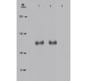 Specificity of the monoclonal antibody (24A7) to the phosphorylated Rb at Thr821 as demonstrated by Western blotting