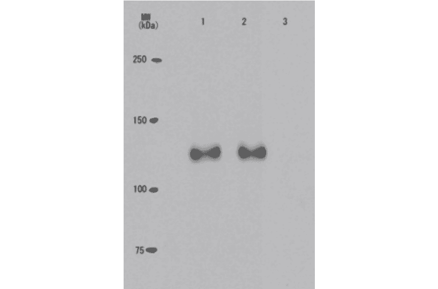 Specificity of the monoclonal antibody (24A7) to the phosphorylated Rb at Thr821 as demonstrated by Western blotting