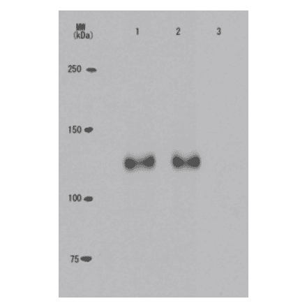 Specificity of the monoclonal antibody (24A7) to the phosphorylated Rb at Thr821 as demonstrated by Western blotting