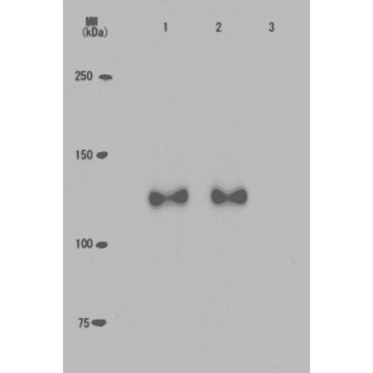 Specificity of the monoclonal antibody (24A7) to the phosphorylated Rb at Thr821 as demonstrated by Western blotting