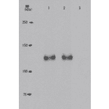 Specificity of the monoclonal antibody (24A7) to the phosphorylated Rb at Thr821 as demonstrated by Western blotting