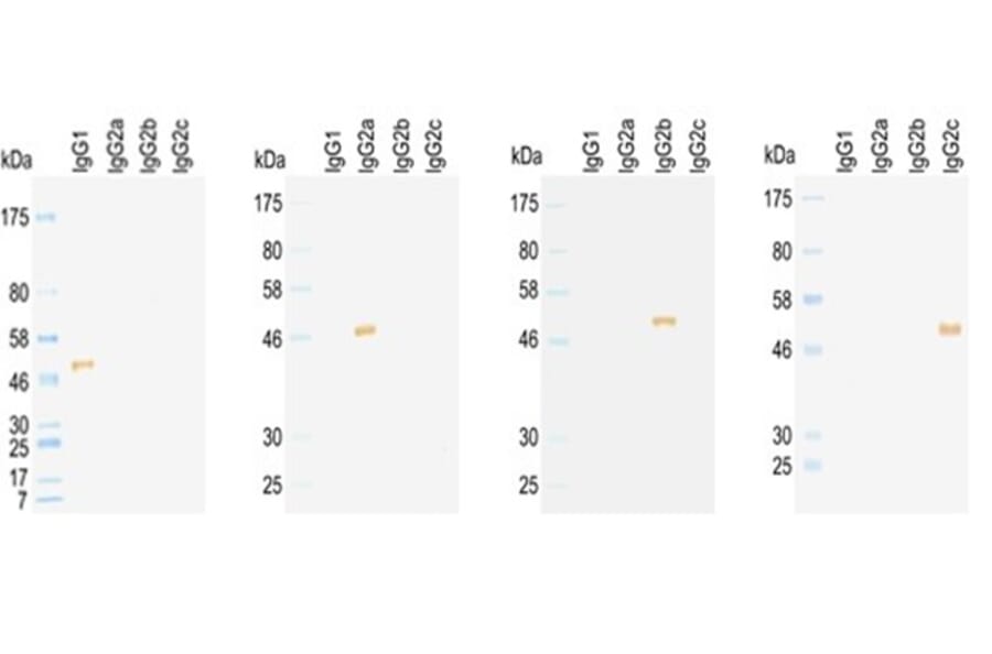 Western Blot - Anti-IgG2a Antibody (HRP) (011003G07H) - Antibodies.com