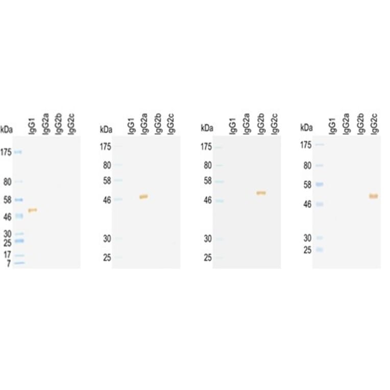 Western Blot - Anti-IgG2a Antibody (HRP) (011003G07H) - Antibodies.com