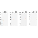 Western Blot - Anti-IgG2a Antibody (HRP) (011003G07H) - Antibodies.com