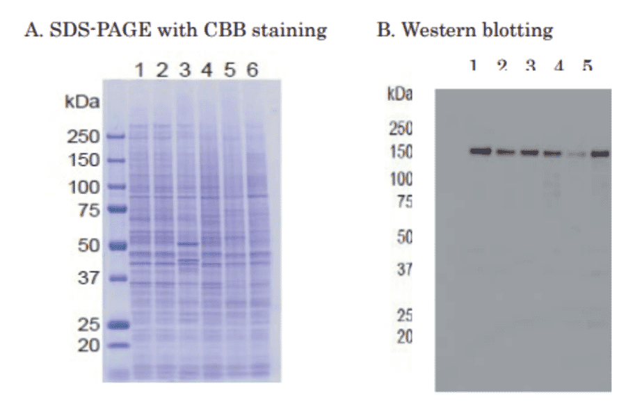 Western blot of of RBP2 in crude cell extracts Samples: 1. HeLa control siRNA 2. HeLa RBP2 siRNA 3. MCF7 4. U2OS 5. NIH3T3 6. J1 (mouse ES)