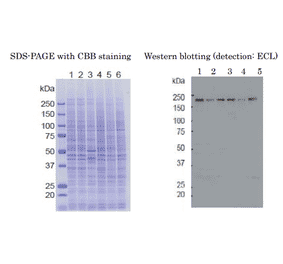 Weastern blot of RBP2 in crude cell extracts Samples: 1. HeLa control siRNA 2. HeLa RBP2 siRNA 3. MCF7 4. U2OS 5. NIH3T3 6. J1 (mouse ES)