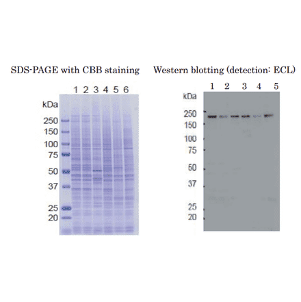 Weastern blot of RBP2 in crude cell extracts Samples: 1. HeLa control siRNA 2. HeLa RBP2 siRNA 3. MCF7 4. U2OS 5. NIH3T3 6. J1 (mouse ES)