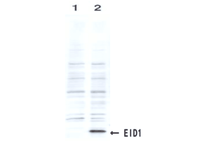 Identification of the EID1 protein by the monoclonal antibody clone #26 by Western blotting