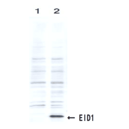 Identification of the EID1 protein by the monoclonal antibody clone #26 by Western blotting