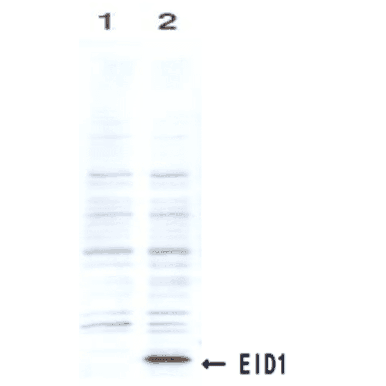 Identification of the EID1 protein by the monoclonal antibody clone #26 by Western blotting