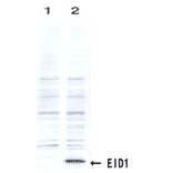 Identification of the EID1 protein by the monoclonal antibody clone #26 by Western blotting
