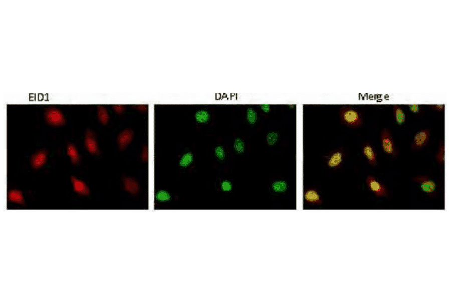 Indirect immunofluorescence staining of EID1 protein by anti-EID1 antibody (clone 26) in HeLa cell.