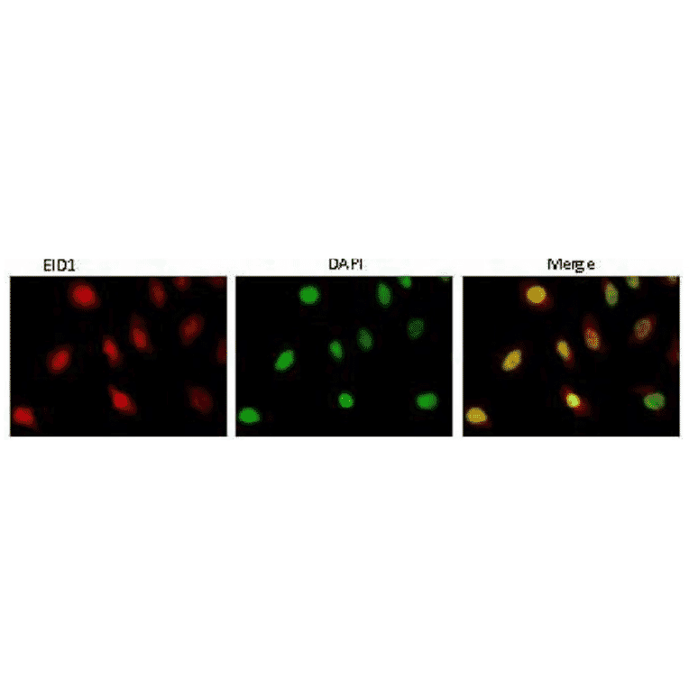 Indirect immunofluorescence staining of EID1 protein by anti-EID1 antibody (clone 26) in HeLa cell.