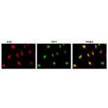 Indirect immunofluorescence staining of EID1 protein by anti-EID1 antibody (clone 26) in HeLa cell.