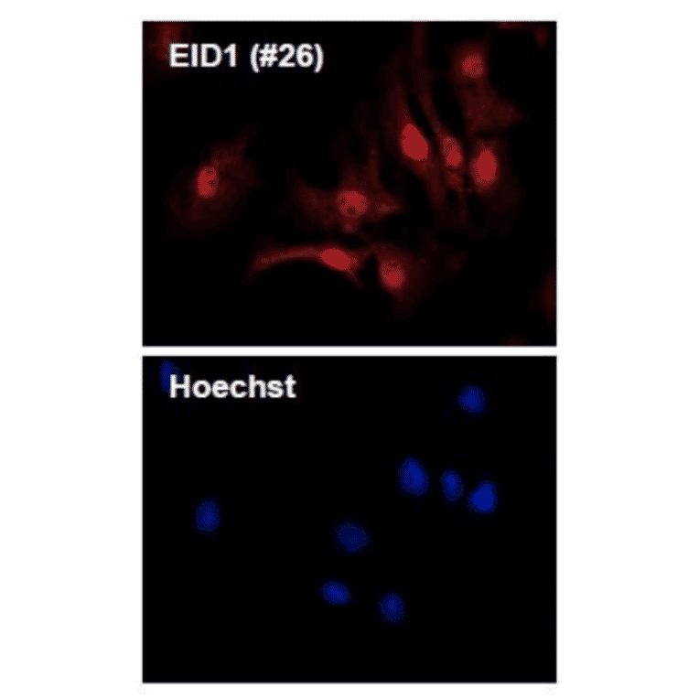 Immunofluorescence staining of EID1 protein in mouse embryonic fibroblast cells with anti-EID1 antibody (clone 26)