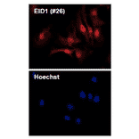 Immunofluorescence staining of EID1 protein in mouse embryonic fibroblast cells with anti-EID1 antibody (clone 26)