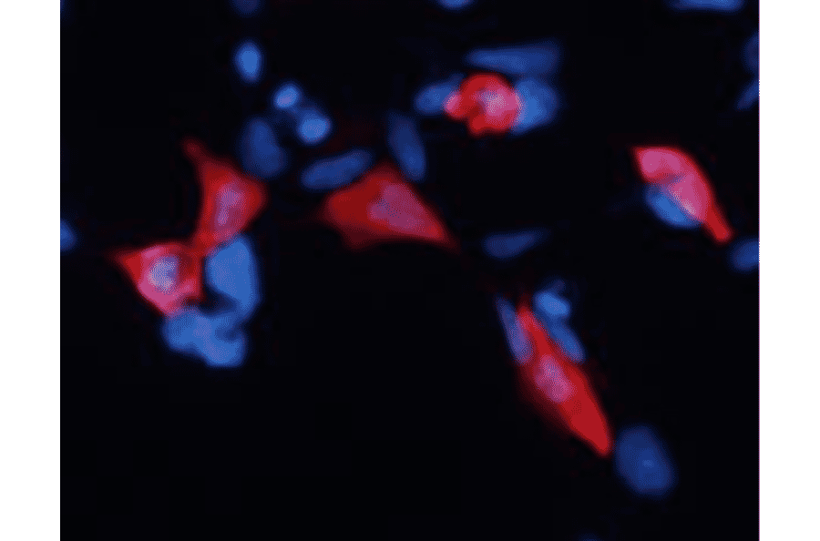 Immunofluorescence staining of EID1 in HEK293 cells transfected with plasmid overexpressing EID1 by using anti-EID1 antibody (clone 26)
