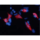 Immunofluorescence staining of EID1 in HEK293 cells transfected with plasmid overexpressing EID1 by using anti-EID1 antibody (clone 26)