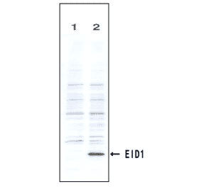 Identification of the EID1 protein by the monoclonal antibody (clone #2) by Western blotteing.