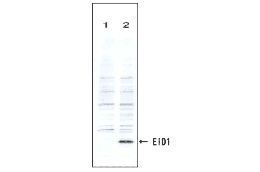 Identification of the EID1 protein by the monoclonal antibody (clone #2) by Western blotteing.