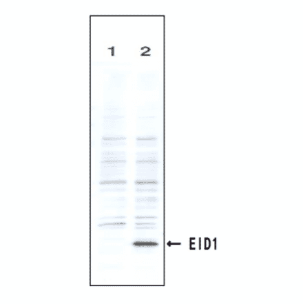 Identification of the EID1 protein by the monoclonal antibody (clone #2) by Western blotteing.