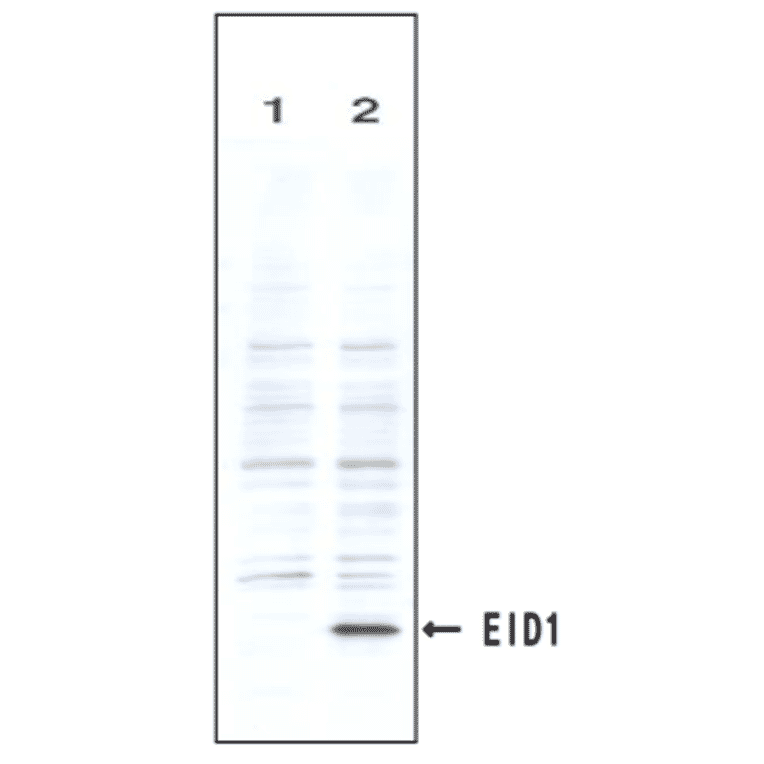 Identification of the EID1 protein by the monoclonal antibody (clone #2) by Western blotteing.