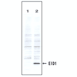 Identification of the EID1 protein by the monoclonal antibody (clone #2) by Western blotteing.
