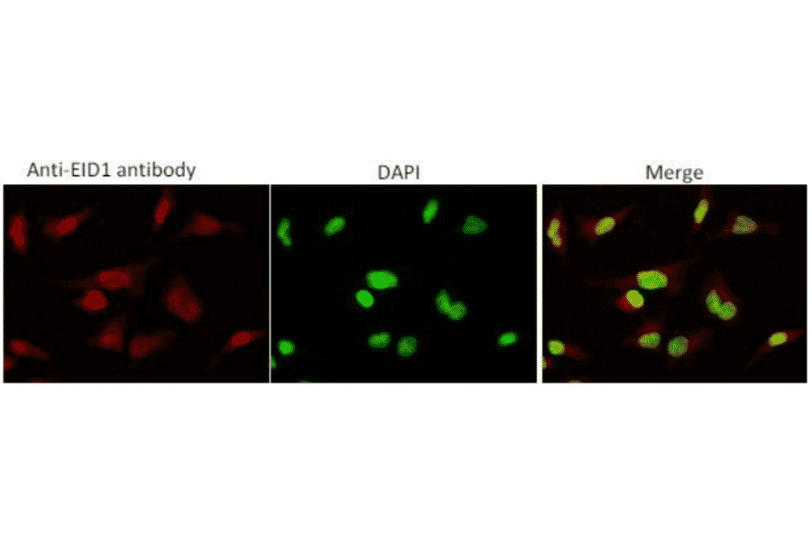 Indirect immunofluorescence staining of EID1 protein by anti-EID1 antibody (clone 2) in HeLa cell.. EID1 protein is localized in nuclei.