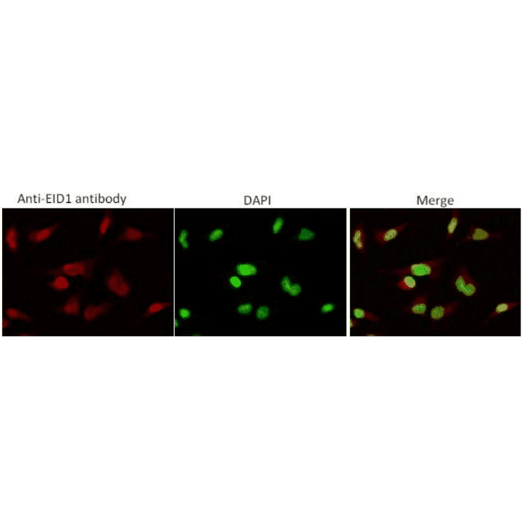 Indirect immunofluorescence staining of EID1 protein by anti-EID1 antibody (clone 2) in HeLa cell.. EID1 protein is localized in nuclei.