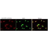 Indirect immunofluorescence staining of EID1 protein by anti-EID1 antibody (clone 2) in HeLa cell.. EID1 protein is localized in nuclei.